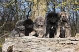 DOGUE DU TIBET 221